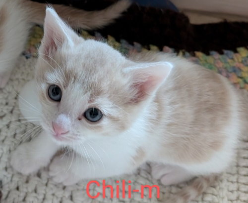 Chili, an adoptable Domestic Medium Hair in San Bernardino, CA