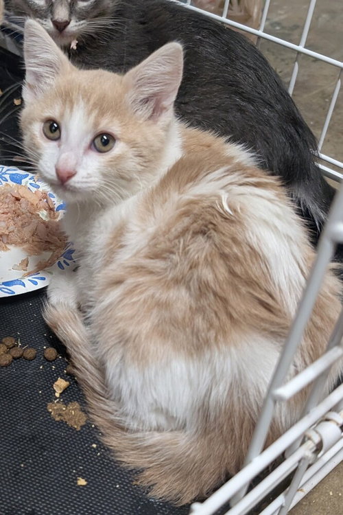 Chili, Baby Domestic Medium Hair / Mixed (long coat), cat for adoption in Beaumont, California