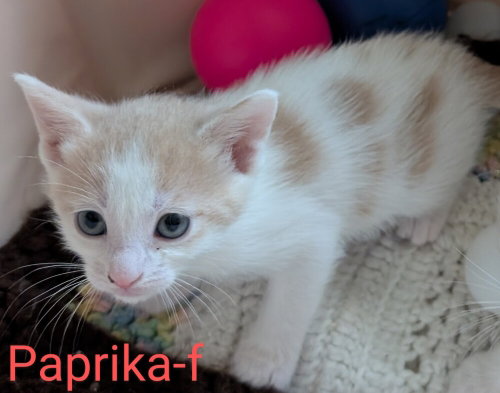 Paprika, an adoptable Domestic Medium Hair in San Bernardino, CA