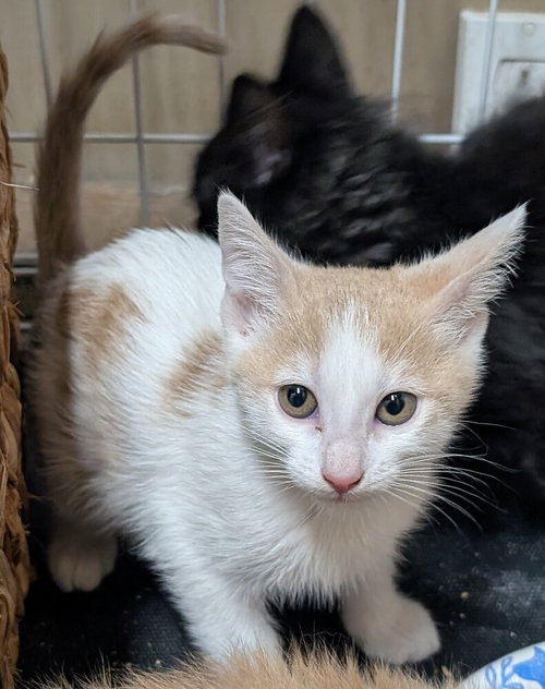 Paprika, Baby Domestic Medium Hair / Mixed (long coat), cat for adoption in Beaumont, California