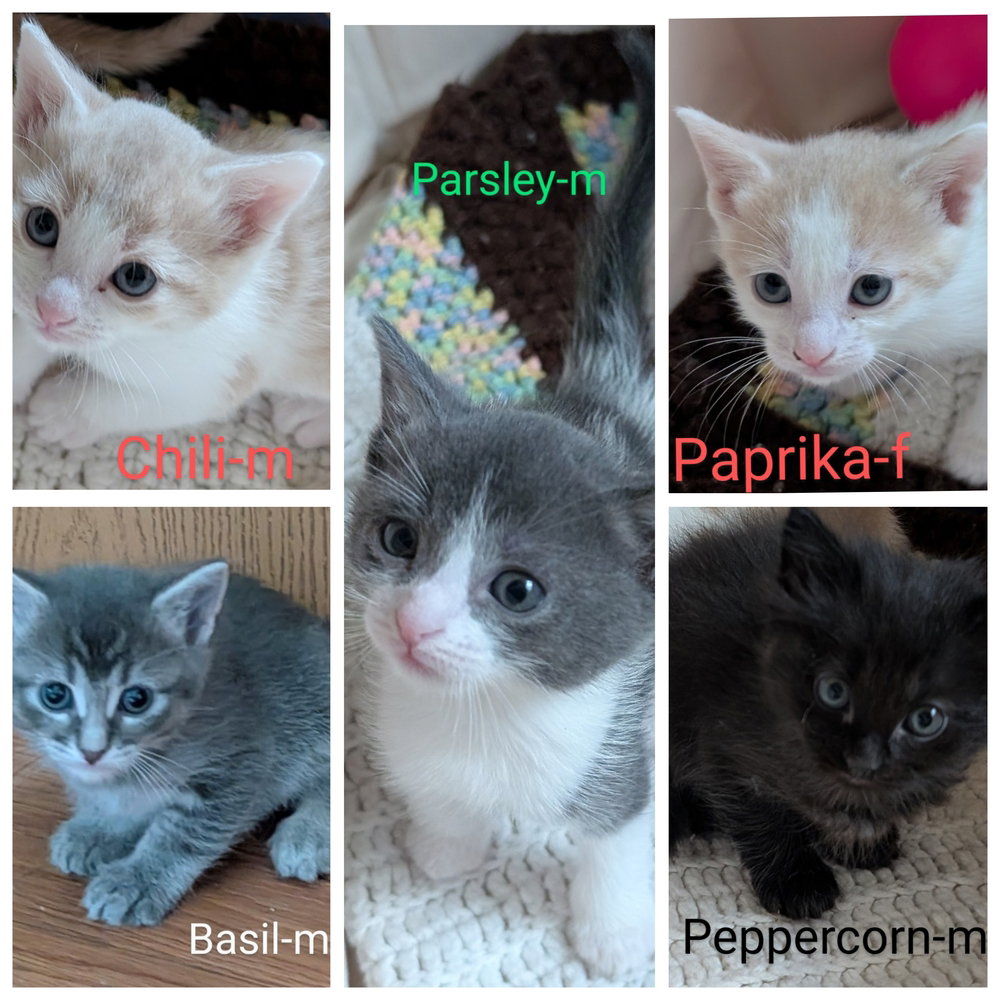 Paprika, photo 4