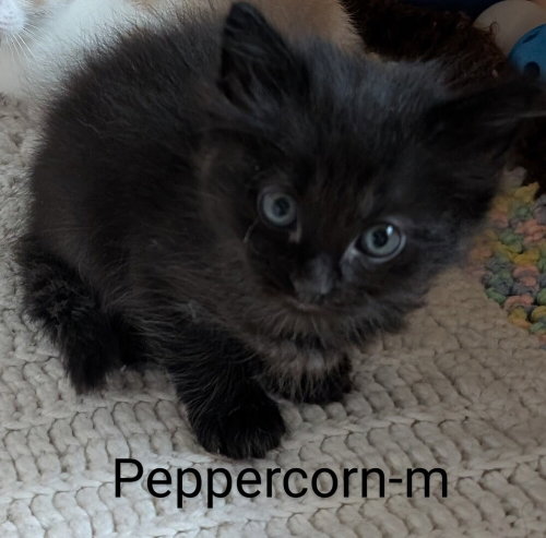 Peppercorn, an adoptable Domestic Medium Hair in San Bernardino, CA