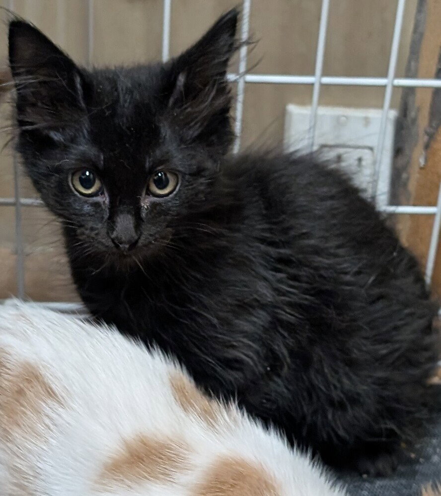 Peppercorn