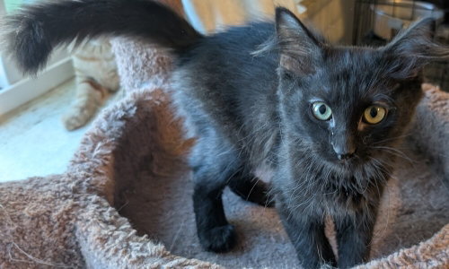 Peppercorn, an adoptable Domestic Medium Hair in San Bernardino, CA
