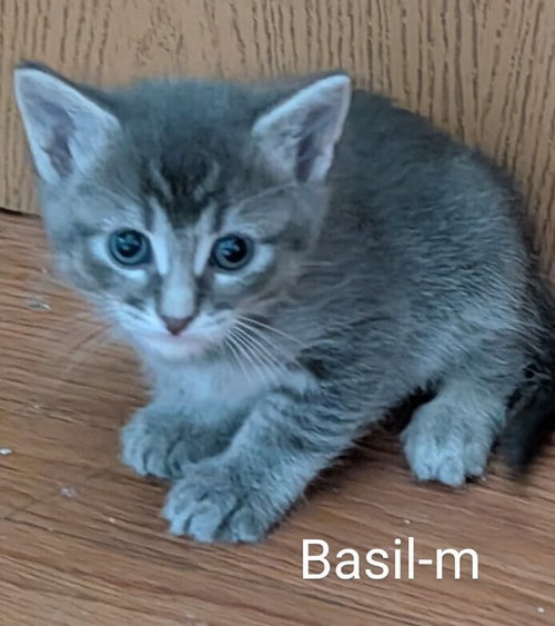 Basil, an adoptable Domestic Medium Hair in San Bernardino, CA