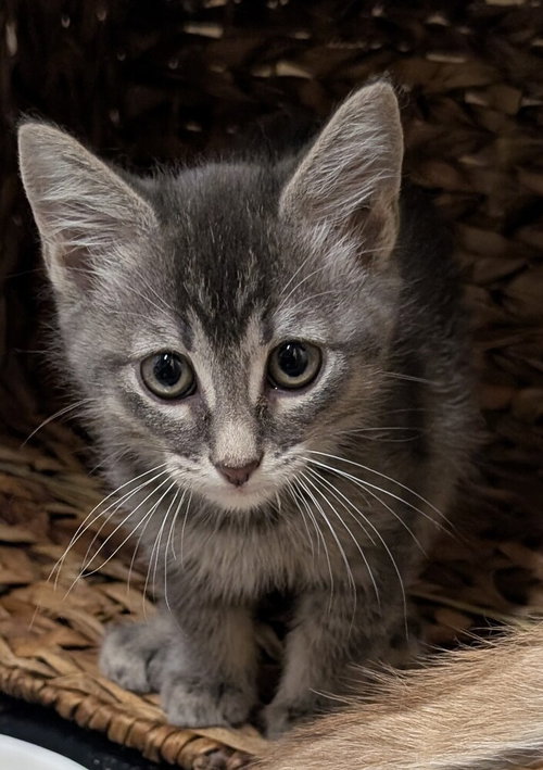 Basil, Baby Domestic Medium Hair / Mixed (long coat), cat for adoption in Beaumont, California