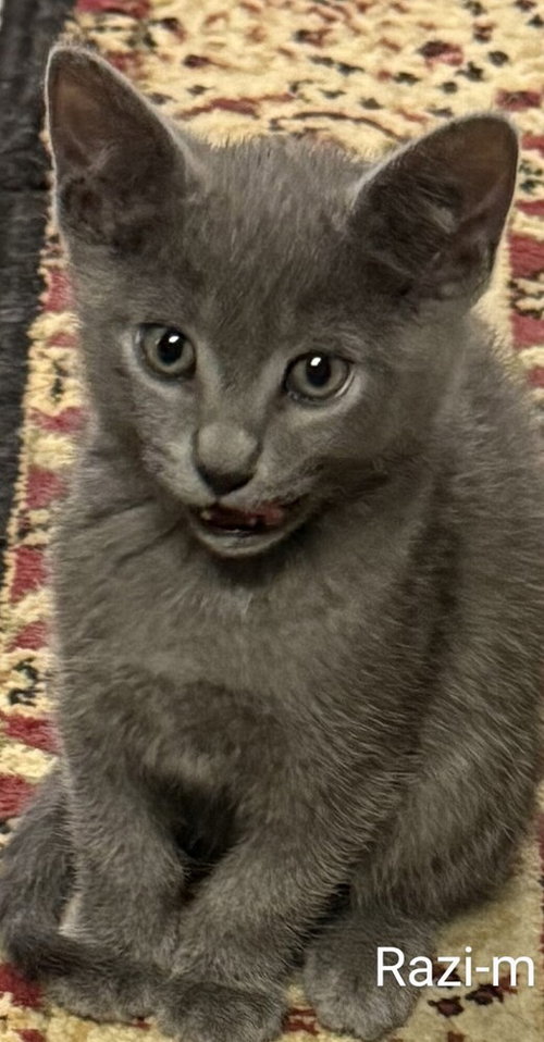 Razi, an adoptable Domestic Medium Hair in San Bernardino, CA
