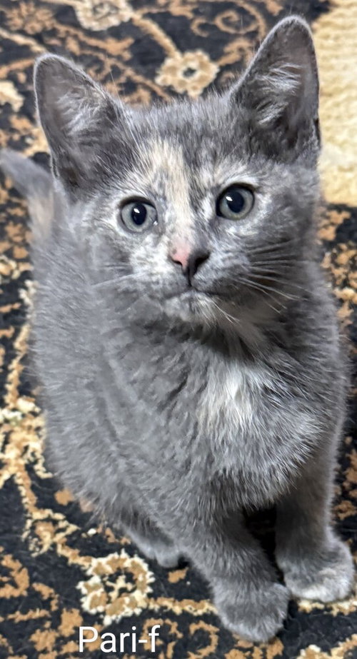 Pari, an adoptable Domestic Medium Hair in San Bernardino, CA