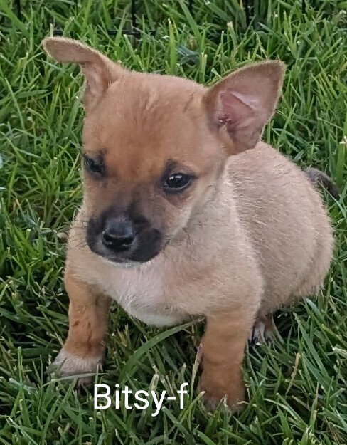 Bitsy, an adoptable Chihuahua in San Bernardino, CA