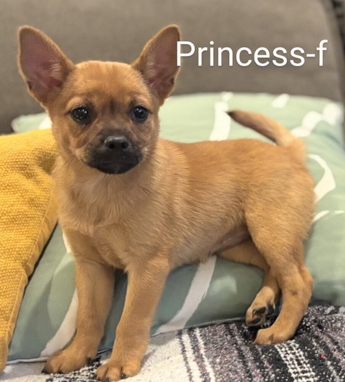 Princess, an adoptable Pug in San Bernardino, CA
