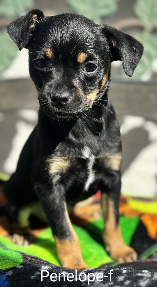 Penelope, an adoptable Pug in San Bernardino, CA