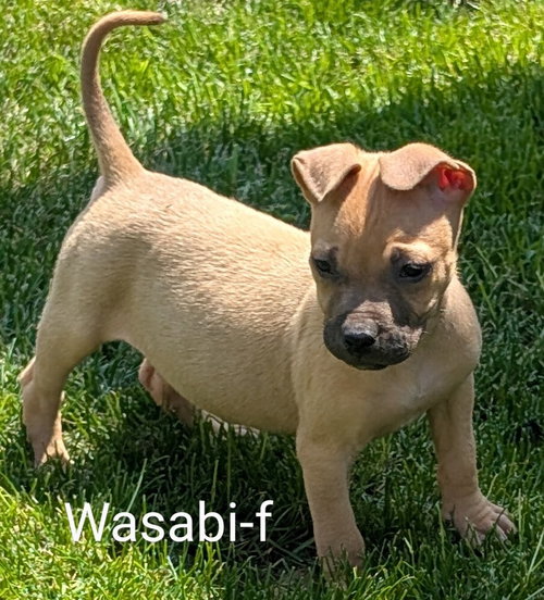 Wasabi, an adoptable Chihuahua in San Bernardino, CA