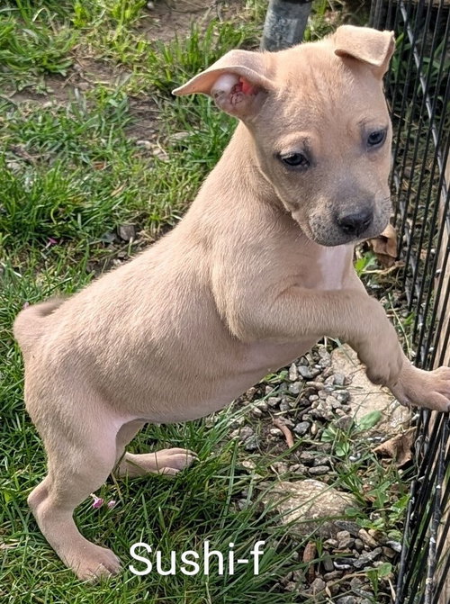 Sushi, an adoptable Chihuahua in San Bernardino, CA