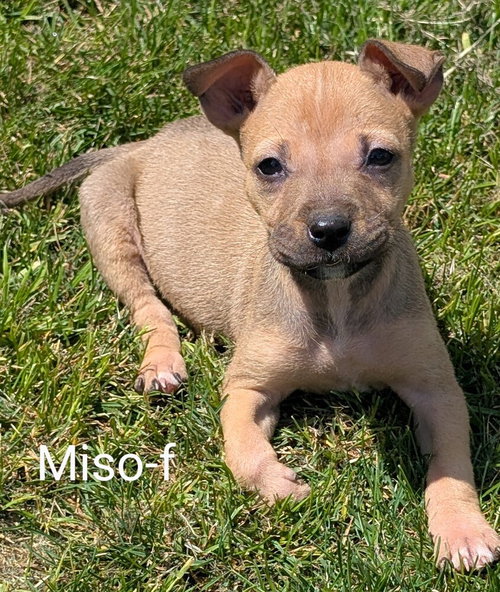 Miso, an adoptable Chihuahua in San Bernardino, CA