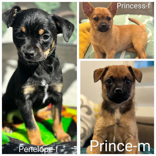 Prince, an adoptable Pug in San Bernardino, CA