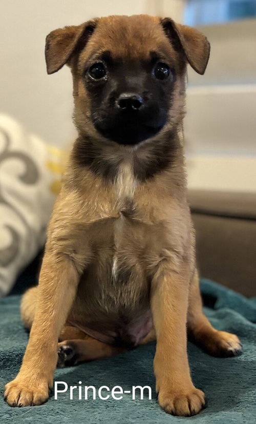 Prince, an adoptable Pug in San Bernardino, CA