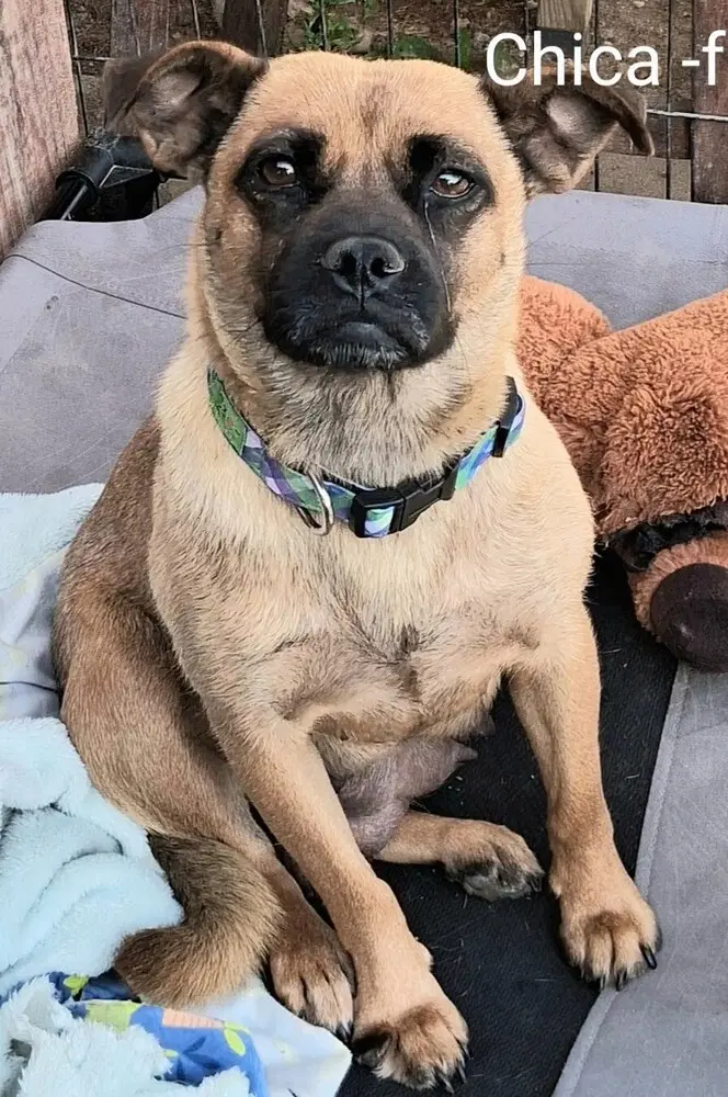Chica - Pug