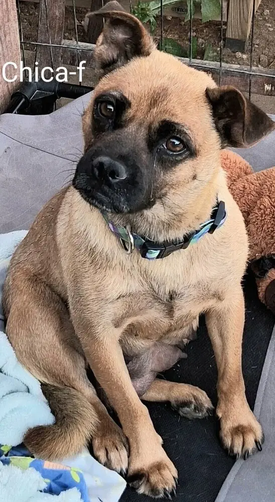 Chica image 2
