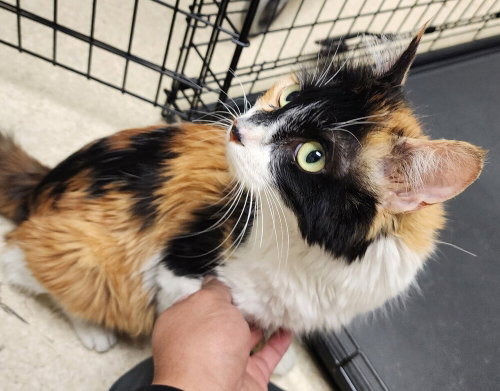 Lillian, an adoptable Calico in San Bernardino, CA