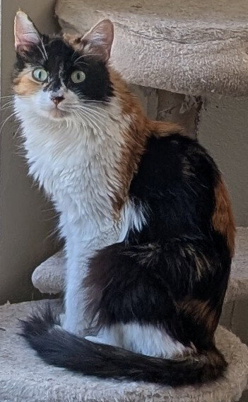 Lillian, Young Calico / Mixed (long coat), cat for adoption in Beaumont, California