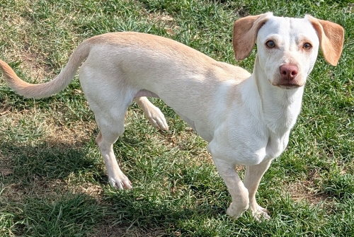Chloe, an adoptable Dachshund in San Bernardino, CA