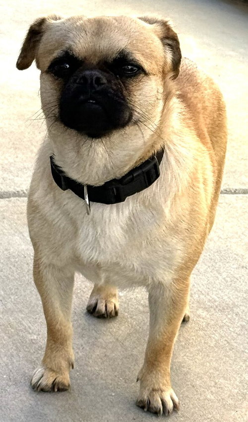 Kona, an adoptable Pug in San Bernardino, CA