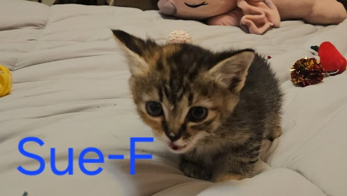 Sue, an adoptable Maine Coon in San Bernardino, CA