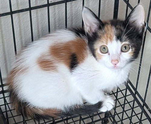 Tillie, Baby Maine Coon / Mixed (long coat), cat for adoption in Rialto, California