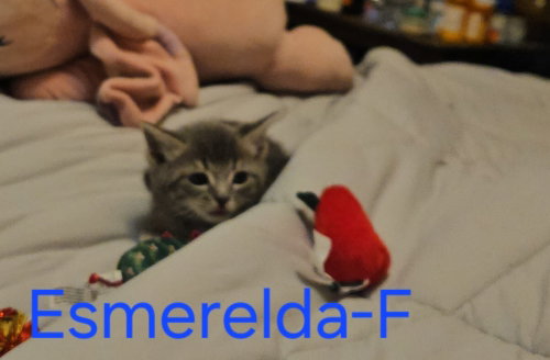 Esmerelda, an adoptable Maine Coon in San Bernardino, CA