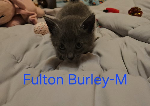 Fulton, an adoptable Maine Coon in San Bernardino, CA