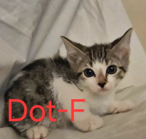 Dot, an adoptable Maine Coon in San Bernardino, CA