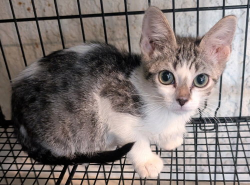 Dot, Baby Maine Coon / Mixed (long coat), cat for adoption in Rialto, California