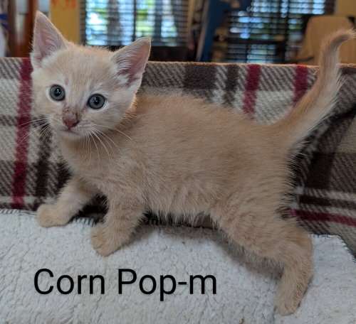 Corn Pop