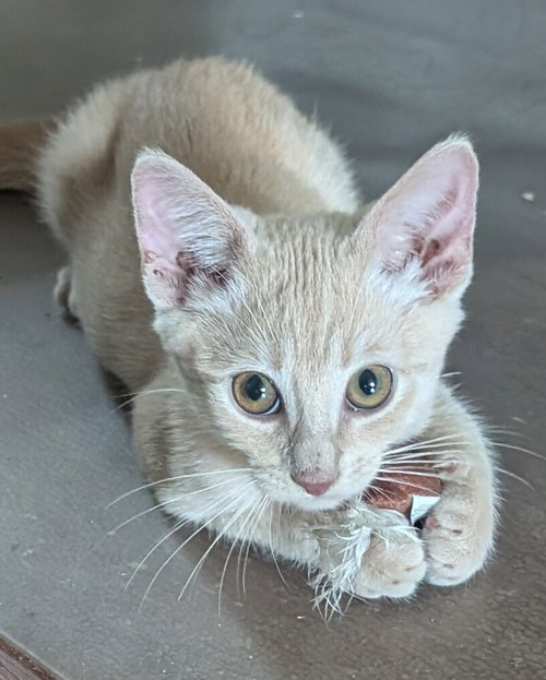 Corn Pop, an adoptable Domestic Medium Hair in San Bernardino, CA