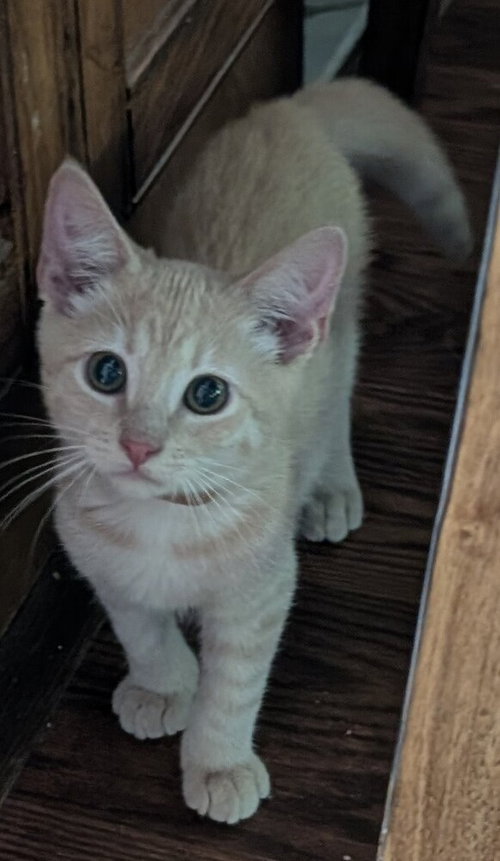 Cocoa Puff, an adoptable Domestic Medium Hair in San Bernardino, CA