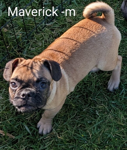 Maverick