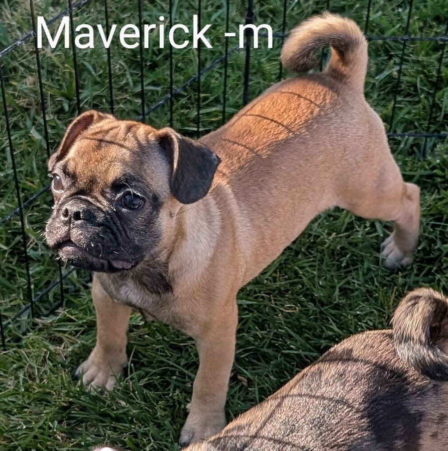 Maverick