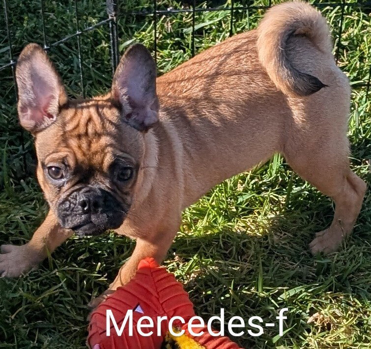 Mercedes