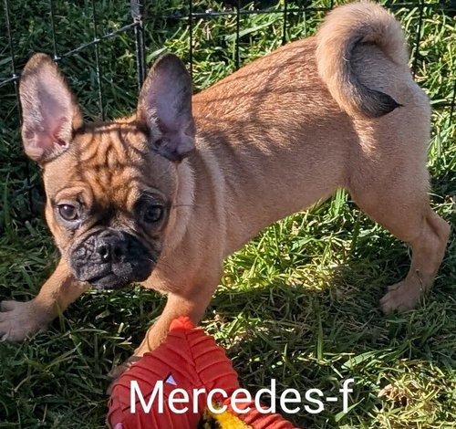 Mercedes, an adoptable Pug in San Bernardino, CA
