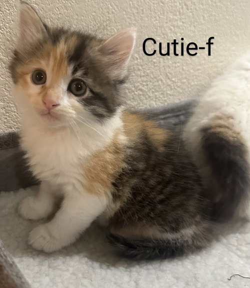 Cutie