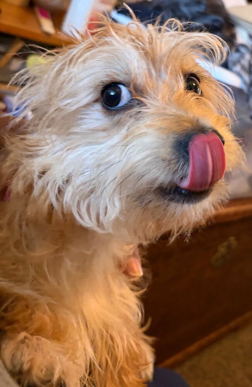 Cocoa