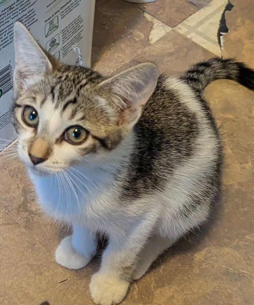 Bailey, an adoptable Domestic Medium Hair in San Bernardino, CA