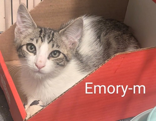 Emory photo 2