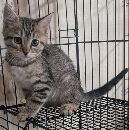 Tuffy, Baby Domestic Short Hair / Domestic Medium Hair / Mixed (long coat), cat for adoption in Rialto, California