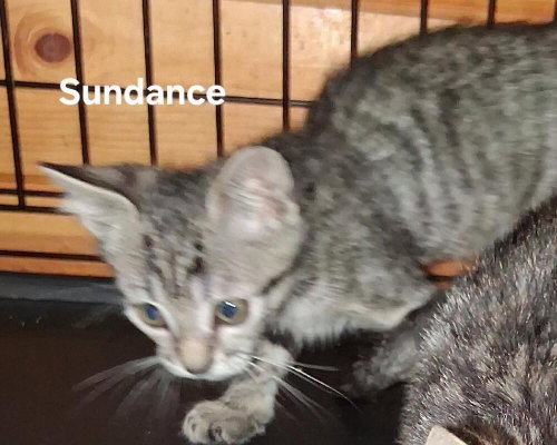 Sundance Kid