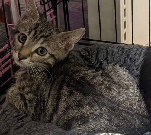 Sundance Kid, Baby Domestic Medium Hair / Mixed (long coat), cat for adoption in Rialto, California