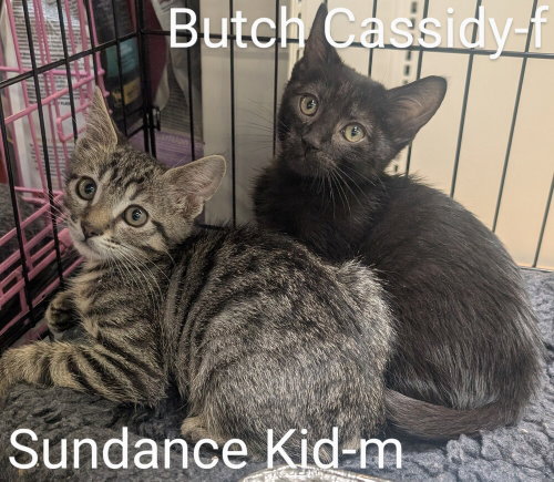 Sundance Kid photo 2