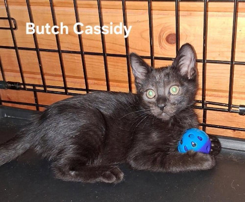 Butch Cassidy