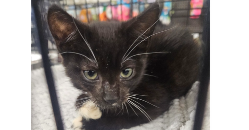 Twitch, an adoptable Domestic Medium Hair in San Bernardino, CA