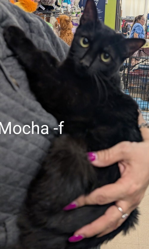Mocha, an adoptable Domestic Short Hair in San Bernardino, CA